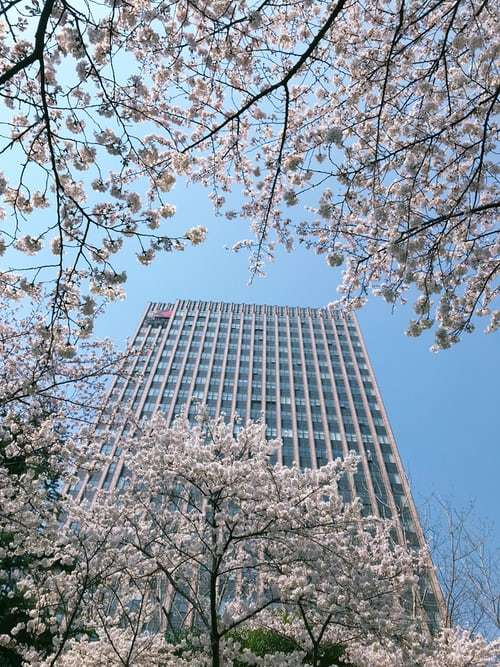 Spring-Blossoms.jpg
