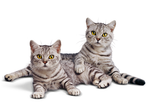 Cats_Whiskas.png